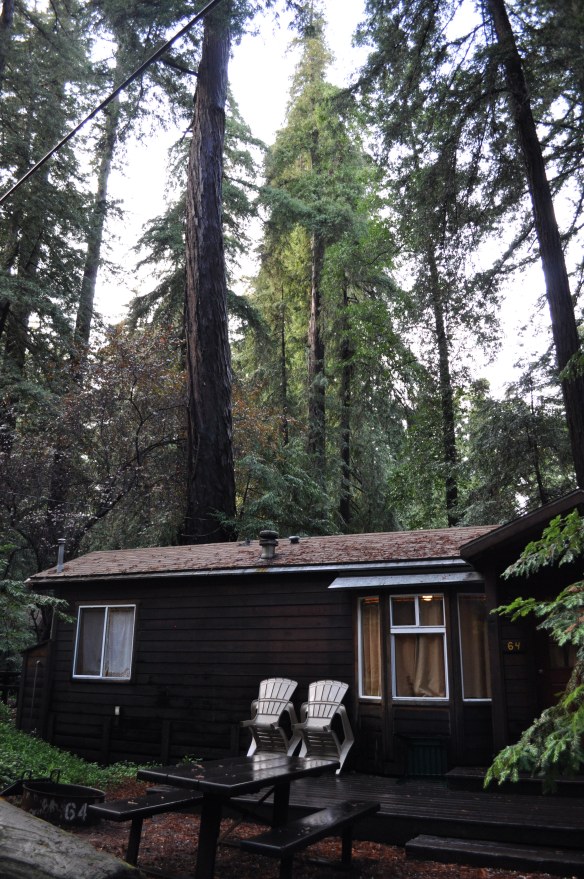 Our cabin amid some young Redwoods
