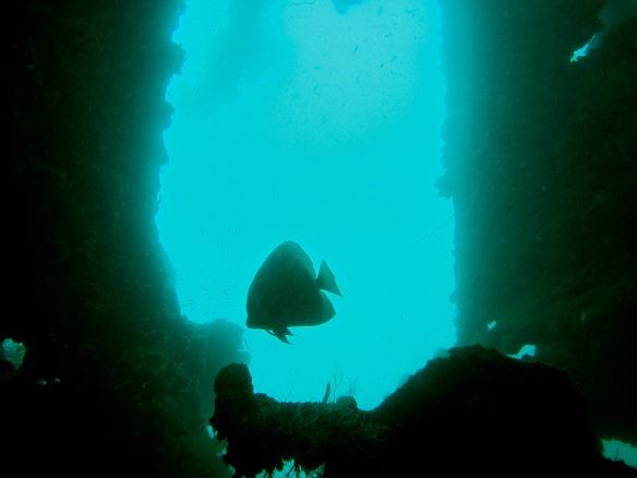Batfish lingering around a wreck